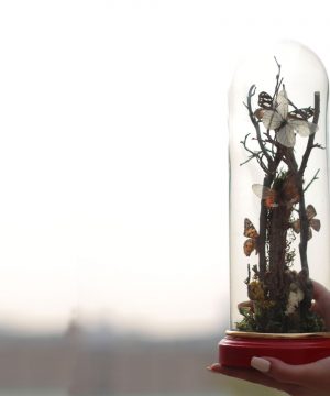 حباب پروانه متوسط